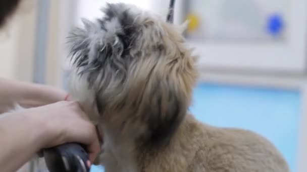 Salon specialist performs service shaving shih tzu puppy fur — Stock Video
