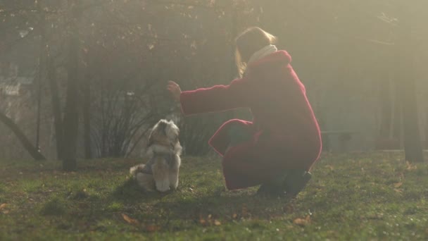 Langhaarige Dame haustiert verspielten Hund auf grünem Gras im Park — Stockvideo