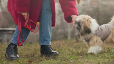 Aktif bayan küçük tüylü bir köpek tasmasıyla oynuyor.