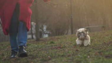 Tüylü tüylü bir köpek otlakta sahibinin peşinden koşar.