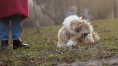 Fuzzy shitzu köpek yavrusu kız sahibinin yakınındaki parkta yürüyor.