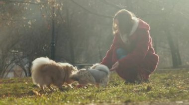 Kırmızı eko ceketli kız parkta tüylü köpeklerle oynuyor.