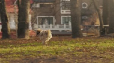 Aktif köpek ve sahibi yeşil çayır boyunca koşup oyun oynuyorlar.
