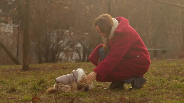 Senhora com longos animais de estimação de cabelo pequeno cão peludo em casaco cinza — Vídeo de Stock