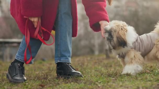 Активная леди играет с маленькой пушистой собакой, держа поводок — стоковое видео