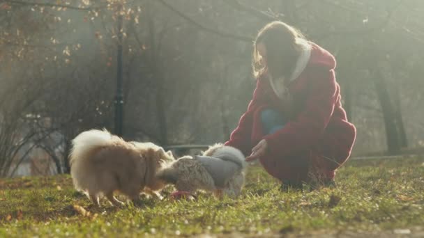 Chica en rojo eco abrigo juega con peludos perros en parque de primer plano — Vídeos de Stock