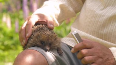Şortlu yaşlı adam güneşli parkta sevimli kirpiyi okşadı