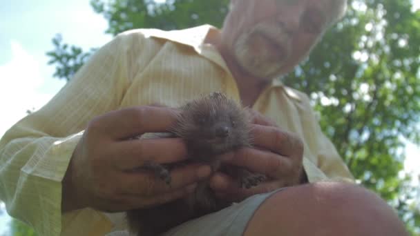 Senior hält kleinen Igel im Frühlingspark in Zeitlupe — Stockvideo