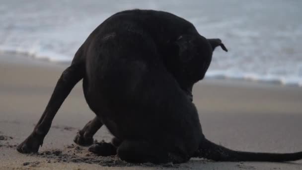 Cão senta-se na praia de areia e lava-se contra ondas do oceano chegando — Vídeo de Stock