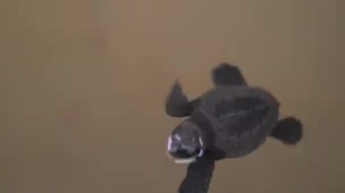 Deniz suyunda yüzen kaplumbağa.