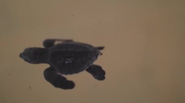 Deniz suyunda yüzen kaplumbağa.