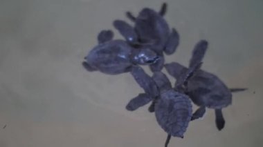 Deniz suyunda yüzen kaplumbağalar.