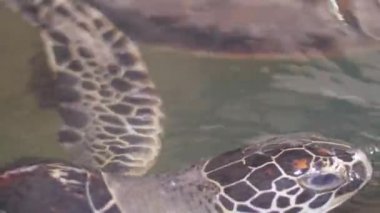 Deniz suyunda yüzen kaplumbağalar.