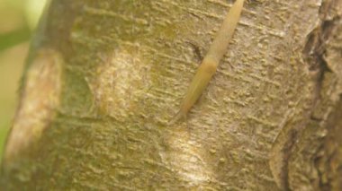 Tropikal ormanda ağaç gövdesinde sürünen sümüklüböcekler