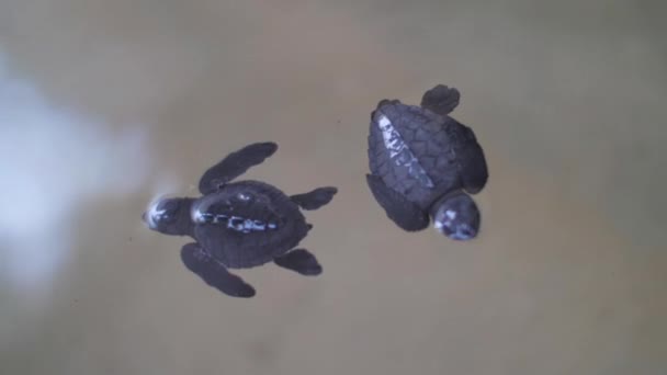 Tortues Nageant Dans Eau Mer — Video