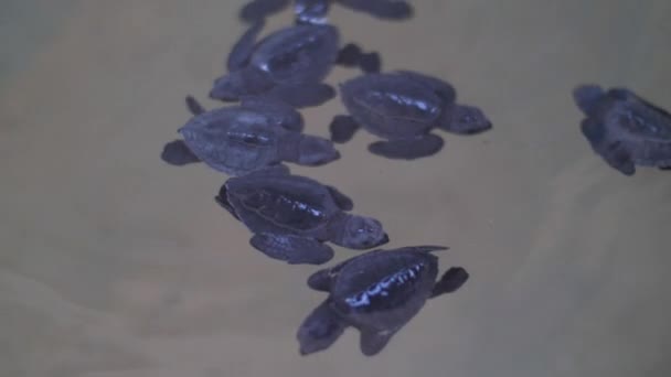 Черепахи Плавають Морській Воді — стокове відео