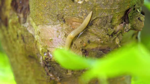 Slug Σέρνεται Στον Κορμό Των Δέντρων Στο Τροπικό Δάσος — Αρχείο Βίντεο