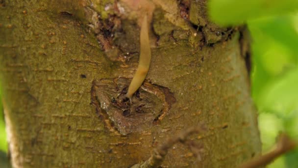 Schnecke Krabbelt Auf Baumstamm Tropenwald — Stockvideo