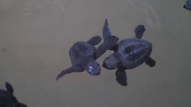 Turtles Swimming Sea Water — Stock Video