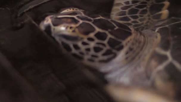 Tortue Nageant Dans Eau Mer Gros Plan — Video