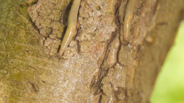 Slug Σέρνεται Στον Κορμό Των Δέντρων Στο Τροπικό Δάσος — Αρχείο Βίντεο