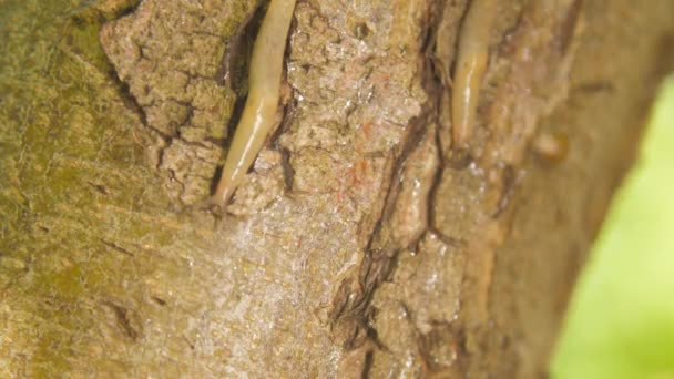 Slug rampant sur le tronc d'arbre dans la forêt tropicale 