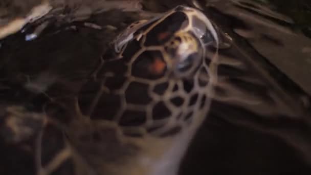 Schildkröte Schwimmt Meerwasser Aus Nächster Nähe — Stockvideo