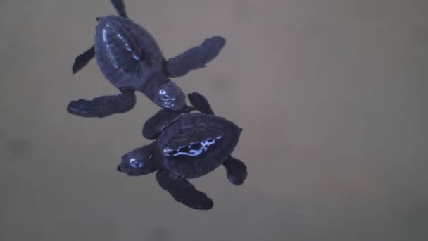 Turtles Swimming Sea Water — Stock Video