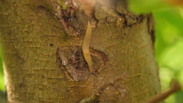 Slug Σέρνεται Στον Κορμό Των Δέντρων Στο Τροπικό Δάσος — Αρχείο Βίντεο