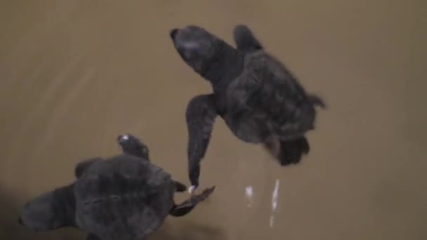 Tortues Nageant Dans Eau Mer — Video