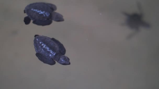 Tortues Nageant Dans Eau Mer — Video