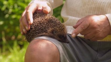 Şortlu yaşlı adam güneşli parkta sevimli kirpiyi okşadı