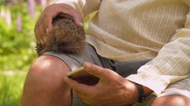 Şortlu yaşlı adam güneşli parkta sevimli kirpiyi okşadı