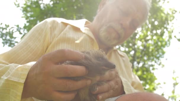 Volwassen man zit met grappige egel in groene lente park — Stockvideo