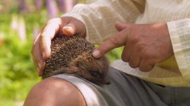 Şortlu yaşlı adam güneşli parkta sevimli kirpiyi okşadı