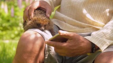 Şortlu yaşlı adam güneşli parkta sevimli kirpiyi okşadı