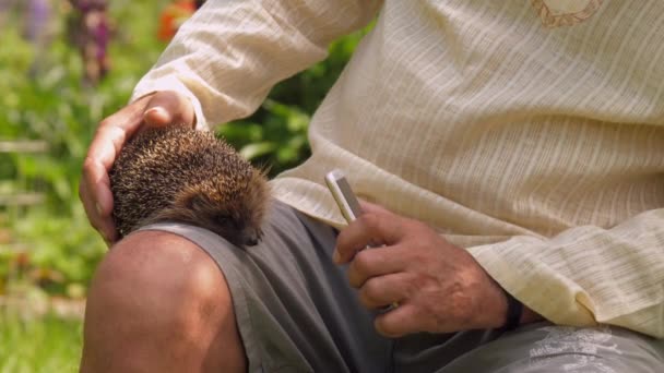 Dospělý muž fotí ježka na noze v zeleném parku — Stock video