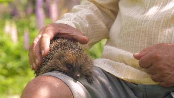 Senior man in shorts strokes cute hedgehog in sunny park — Stock Video