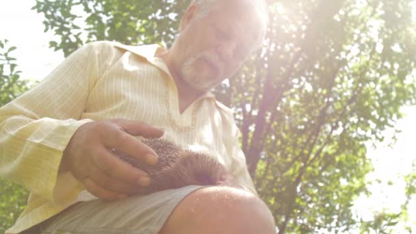 Mature homme assis avec drôle hérisson dans vert printemps parc — Video