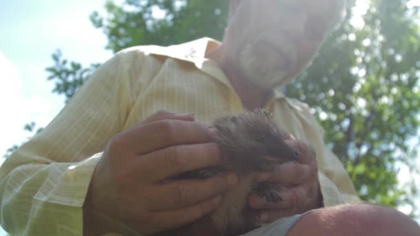 Senior man holds little hedgehog in spring park slow motion — Stock video