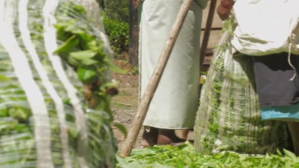 Señora en ropa tradicional pesos té verde hojas bolsas — Vídeos de Stock