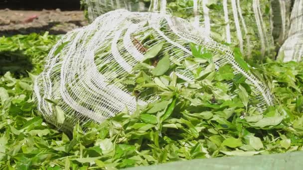 Lady in traditional clothes weights green tea leaves bags — Stock Video