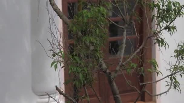 Grüner Baum in der Nähe der Hoteleingangstür auf Touristeninsel — Stockvideo