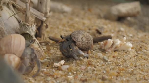 Krabbe krabbelt auf Sand und bewegt Antenne gegen schmutzigen Strand — Stockvideo