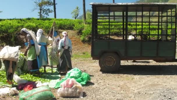 Ladies in traditional clothes fill trailer with leaves bags — Stock Video