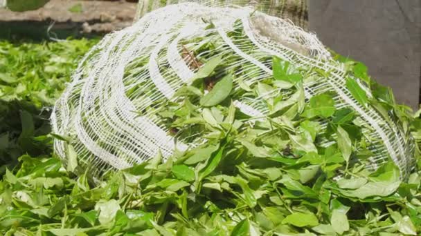 Señora en ropa tradicional pesos té verde hojas bolsas — Vídeo de stock