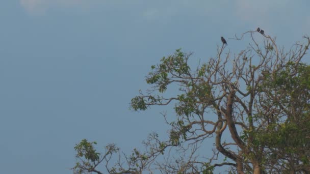 Černí ptáci sedět na zelené větve stromů vrcholy pod modrým nebem — Stock video