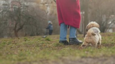 Yeşil park çayırlarında yürüyen bir kadın ve bir köpek koşuyor.