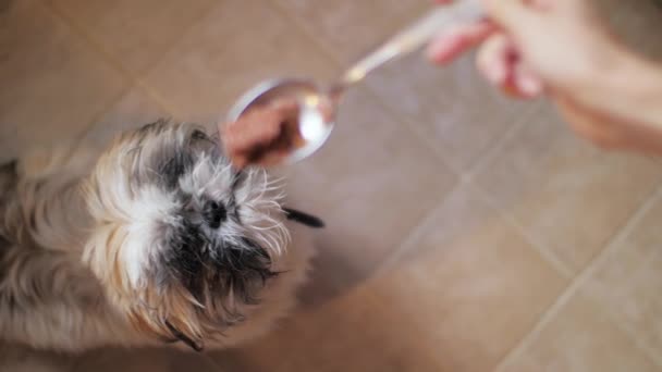Человек кормит щенка ситцу движущейся металлической ложкой над собакой — стоковое видео