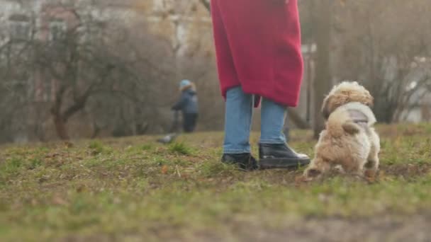 Senhora caminha ao longo verde parque prado e shitzu cão corre — Vídeo de Stock